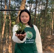 霍山米斛和霍山石斛使用人群一樣嗎